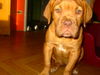 Bordeauxdogge Foto: Rhea (ID 24956) Bordeauxdogge Hund