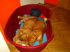 Bordeauxdogge Foto: Kronos und Rhea (ID 24955) Bordeauxdogge Hund