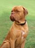 Bordeauxdogge Foto: Ein Besucher bei einer Windhundeausstellung (ID 15076) Bordeauxdogge Hund