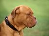 Bordeauxdogge Foto: Ein Besucher bei einer Windhundeausstellung (ID 15077) Bordeauxdogge Hund