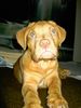 Bordeauxdogge Foto: meine kleine... (ID 21623) Bordeauxdogge Hund