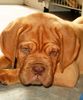 Bordeauxdogge Foto: Benson mit ca.9 Wochen (ID 23554) Bordeauxdogge Hund