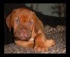 Bordeauxdogge Foto: PEPPER (ID 17250) Bordeauxdogge Hund