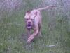 Bordeauxdogge Foto: Paula (5 Monate) (ID 22126) Bordeauxdogge Hund