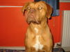 Bordeauxdogge Foto: Smoody 11 Monate (ID 26924) Bordeauxdogge Hund