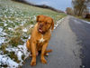 Bordeauxdogge Foto: Nochmals Smoody (ID 26950) Bordeauxdogge Hund