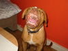 Bordeauxdogge Foto: Smoody mal anders (ID 27021) Bordeauxdogge Hund