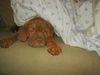 Bordeauxdogge Foto: Artus 12 Wochen (ID 28837) Bordeauxdogge Hund