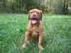 Bordeauxdogge Foto: Rhea 14 Wochen (ID 25246) Bordeauxdogge Hund