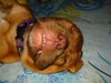 Bordeauxdogge Foto: Schnarch... (ID 25421) Bordeauxdogge Hund
