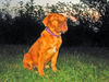 Bordeauxdogge Foto: Bin ich nicht schön? (ID 26194) Bordeauxdogge Hund