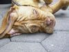 Bordeauxdogge Foto: Paula (4 Monate) (ID 21536) Bordeauxdogge Hund
