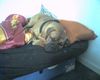Bordeauxdogge Foto: bin müde......... (ID 24996) Bordeauxdogge Hund
