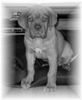 Bordeauxdogge Foto: Benson mal schwarz-weiß (ID 24930) Bordeauxdogge Hund