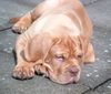 Bordeauxdogge Foto: Benson beim Sonnen (ID 24684) Bordeauxdogge Hund