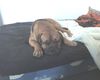 Bordeauxdogge Foto: ich bin soooo traurig.... (ID 25001) Bordeauxdogge Hund