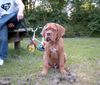 Bordeauxdogge Foto: Was neues von Benson (fast 5 Mon.) (ID 26151) Bordeauxdogge Hund
