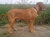 Bordeauxdogge Foto: norman 6 months (ID 33925) Bordeauxdogge Hund
