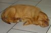 Bordeauxdogge Foto: Sam als Baby (ID 11992) Bordeauxdogge Hund