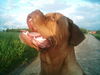 Bordeauxdogge Foto: norman 6 months (ID 33926) Bordeauxdogge Hund
