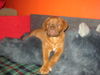 Bordeauxdogge Foto: Hercegnö of Bord Empire-8 Wochen (ID 27582) Bordeauxdogge Hund