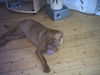 Bordeauxdogge Foto: die Emma (8 Monate) (ID 24417) Bordeauxdogge Hund