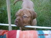 Bordeauxdogge Foto: Hallo, ich bin Alina! (ID 28383) Bordeauxdogge Hund
