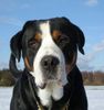 Bordeauxdogge Foto: Anton (Samson) 4 years old (ID 20733) Bordeauxdogge Hund