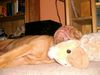 Bordeauxdogge Foto: die größte und die Kleinste..... (ID 15621) Bordeauxdogge Hund
