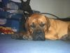 Bordeauxdogge Foto: Dusty 7 Monate(Schearzmaske und Emma 4 Monate(Rotmaske) (ID 21885) Bordeauxdogge Hund