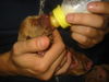 Bordeauxdogge Foto: ;o)) (ID 26012) Bordeauxdogge Hund