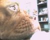 Bordeauxdogge Foto: Dusty (ID 27300) Bordeauxdogge Hund