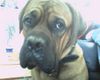 Bordeauxdogge Foto: Dusty (ID 27302) Bordeauxdogge Hund