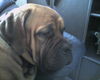 Bordeauxdogge Foto: Dusty (ID 27295) Bordeauxdogge Hund