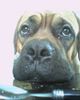 Bordeauxdogge Foto: Dusty (ID 27296) Bordeauxdogge Hund