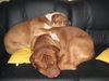 Bordeauxdogge Foto: diego (ID 28465) Bordeauxdogge Hund