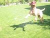 Bordeauxdogge Foto: Hutch 11 Monate aus Wien (ID 21875) Bordeauxdogge Hund