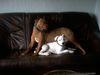 Bordeauxdogge Foto: Nero und Laika (ID 20003) Bordeauxdogge Hund
