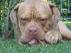 Bordeauxdogge Foto: Hutch 11Monate aus Wien (ID 21877) Bordeauxdogge Hund
