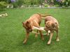 Bordeauxdogge Foto: Darla und Hutch (ID 22184) Bordeauxdogge Hund