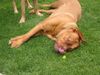 Bordeauxdogge Foto: Darla aus Wien (ID 22185) Bordeauxdogge Hund