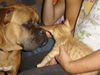 Bordeauxdogge Foto: Hallo Süsser, wer bist du denn? (ID 25163) Bordeauxdogge Hund