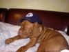 Bordeauxdogge Foto: Lulu mit 4 Monaten - schon HSV-Fan... (ID 17367) Bordeauxdogge Hund