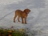 Bordeauxdogge Foto: Lulu´s erster Schnee mit 4 Monaten... (ID 17368) Bordeauxdogge Hund