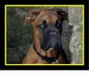 Bordeauxdogge Foto (ID 21596) Bordeauxdogge Hund