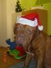 Bordeauxdogge Foto: au mann jetzt muss ich auch noch nikolaus spielen (ID 28571) Bordeauxdogge Hund