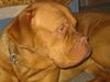 Bordeauxdogge Foto: Dahrla 22 Monate (ID 16811) Bordeauxdogge Hund