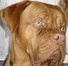 Bordeauxdogge Foto (ID 21598) Bordeauxdogge Hund