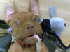 Bordeauxdogge Foto: Emma mit 2 Monaten (ID 35845) Bordeauxdogge Hund