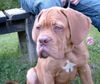 Bordeauxdogge Foto: Benson mit 15 Wochen (ID 24931) Bordeauxdogge Hund